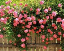 Щоб пишно цвіли та не хворіли: чим обробляти троянди навесні