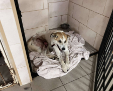 Приповз до людських воріт - у Запоріжжі рятують собаку, що дивом вижив під час обстрілу Малокатеринівки (фото)