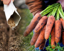 Коли сіяти моркву навесні, фото: ілюстративне 