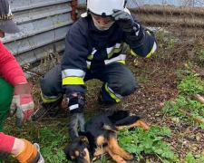 У Запоріжжі врятували двох собак, що впали у глибоку яму - фото