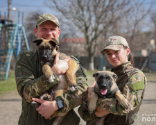 Запорізький кінологічний підрозділ поповнився чотирма хвостатими новобранцями (фото)