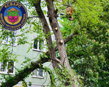 Впало на будинок - в одному з районів Запоріжжя сильний вітер зламав дерево у дворі багатоповерхівки (фото)