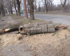 У Шевченківському районі Запоріжжя виявили "чорних" лісорубів 