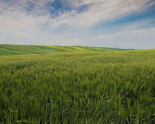 Земля без договору: в Запоріжжі чоловік роками користувався ділянкою і не платив