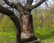 Дуб з кам'яним серцем: на Хортиці росте незвичайне дерево (фото)