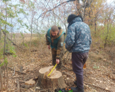 Зрубав дуб - у Запорізькому районі затримали порушника