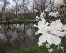 Запорізький Центральний парк культури і відпочинку "Дубовий гай" - квітнуть магнолії. Фото Світлани Олійник