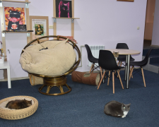 Котокафе у Запоріжжі відкрив завдяки гранту 22-річний Олександр Авраменко