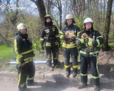 Врятовані цуценята, фото ГУ ДСНС України у Запорізькій області