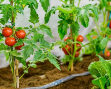 Висаджувати розсаду у відкритий ґрунт варто лише після прогрівання землі