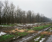 Пиляли дерева на замовлення: у Запорізькому районі викрили «чорних лісорубів»