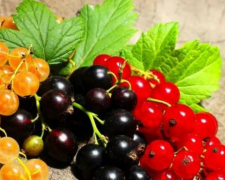 Секрети весняного догляду за смородиною: як отримати гарний врожай