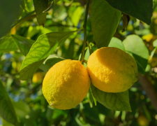 Як виростити лимон із кісточки в домашніх умовах - покрокова інструкція