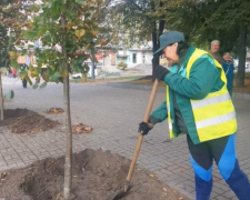 На головному проспекті Запоріжжя почали висаджувати дерева з дивовижним ароматом квітів