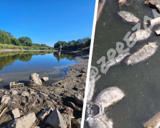 Мор риби на ставку — екологи перевірили воду біля Запоріжжя-Лівого (фото, відео)