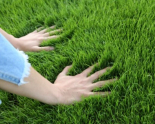 Найкращий час для посіву газонної трави - дбаємо про красу ділянки біля дому