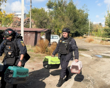 Жили під постійними обстрілами - з прифронтового Оріхова евакуювали котиків (фото)