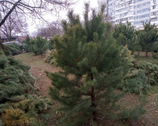 В традиційному місці наймолодшого району Запоріжжя запрацював ялинковий базар - фото