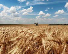 Жнива, фото ілюстративне