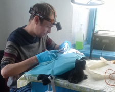 Запорізькі волонтери організували масштабну стерилізацію тварин під обстрілами: подробиці