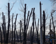 Запоріжці занепокоєні дивною обрізкою дерев у центральному парку - фото