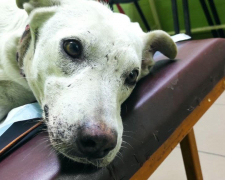 У Запоріжжі рятують собаку, яка отримала поранення під час ракетного удару - фото