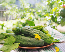 Врожай без гіркоти: секрети вирощування смачних огірків