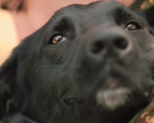 Чотирилапий побратим - запорізькі нацгвардійці врятували собаку, що постраждав під час прильоту (відео)