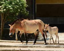 У зоопарку, що знаходиться на окупованій частині Запорізької області, народився рідкісний дикий кінь - фото, відео