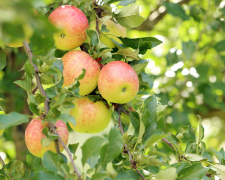 Догляд за яблунею: як виростити смачні яблука та побороти шкідників