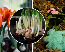  Які квіти та кущі варто садити в березні, фото: ілюстративне