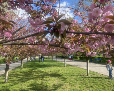 У головному парку Запоріжжя квітне сакура: чим ще можна помилуватись - фото