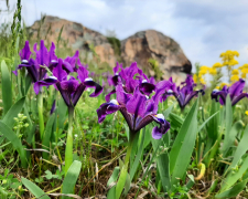 У Запоріжжі в заповідному урочищі квітнуть дикі півники та рідкісні тюльпани - фото