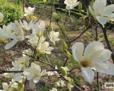 Магнолія, фото Світлани Олійник