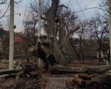У Запоріжжі рухнув 700-річний дуб