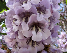 Надзвичайне дерево з цікавою історією розпустило квітки у Запоріжжі