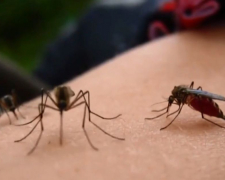 Як захиститися від комарів влітку: найпростіші способи