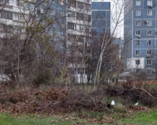 Двір зі смітником - у Запоріжжі екологи піч час рейду виявили стихійне звалище поряд з будинками (фото)