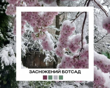 Поєднання квітів і снігу виглядає дуже незвично - у Запорізькому міському ботанічному саду показали дивовижні фото