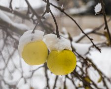 Як укрити яблуні на зиму – поради для садівників