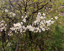 Хортиця в квітні 2026 року. Фото: Антоніна Фролова