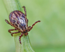 Кліщі активізувалися: у Запоріжжі за тиждень зафіксували нові випадки укусів — куди звертатися по допомогу (відео)