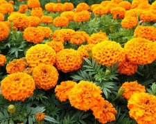 Які однолітні квіти варто посіяти вже в серпні, фото: ілюстративне 
