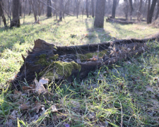 Хортиця в березні 2026 року. Фото: Антоніна Фролова