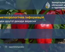 Збір соняшника триває, а озимі чекають дощу - погода ускладнює посів у Запорізькому районі