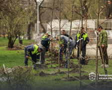 У парку "Дубовий гай" висадили нову алею, фото: Запорізька міська рада