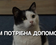 Врятовані пухнастими можуть залишитися без дому - запорізьке котокафе на межі закриття