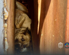 У Запоріжжі пес опинився у пастці: небайдужі люди почули скавчання