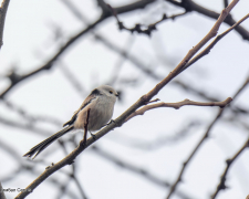 У Запоріжжя прилетіли на зимівлю незвичайні мініатюрні пташки - фото