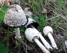 У запорізькому лісництві можна знайти багато грибів - фото